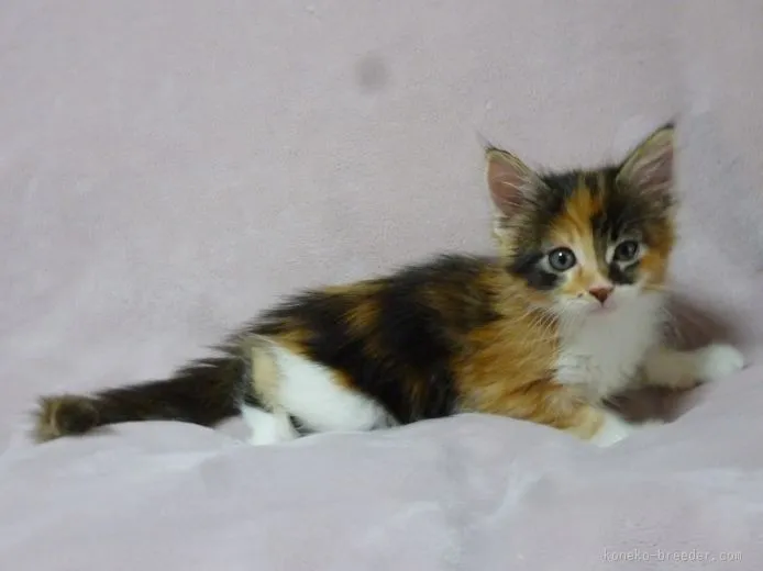 ID：1510-00450の子猫