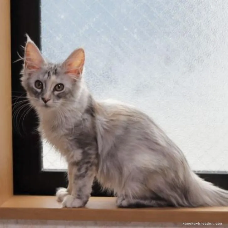 ID:2210-01886の子猫