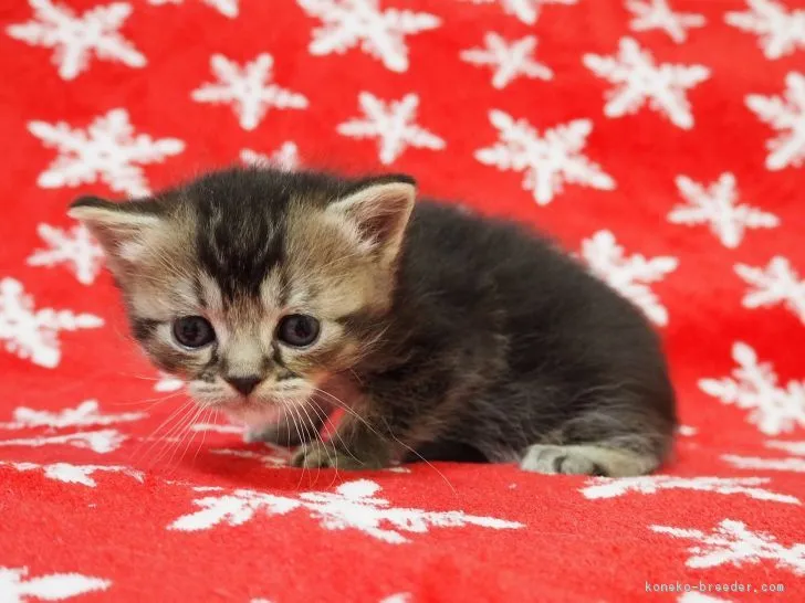 ID：1712-01112の子猫