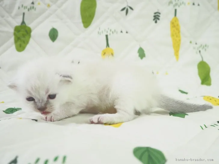 サヤ 様のお迎えした子猫