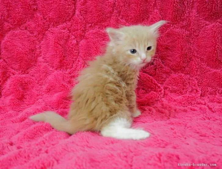 ID:1711-00214の子猫