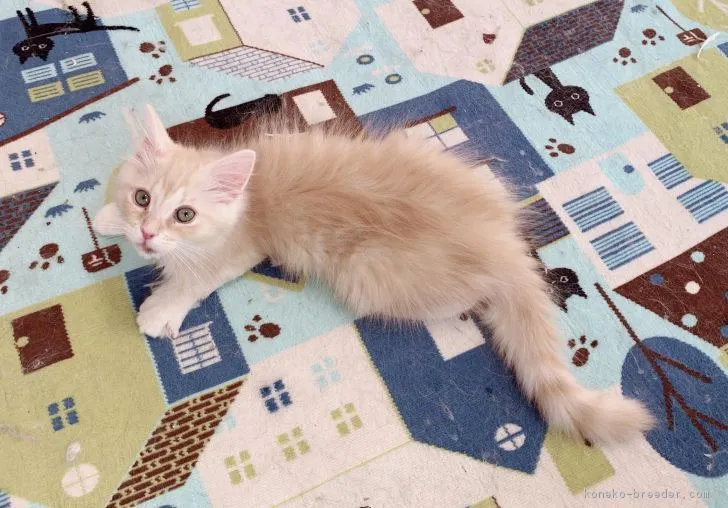 ID:1812-00602の子猫