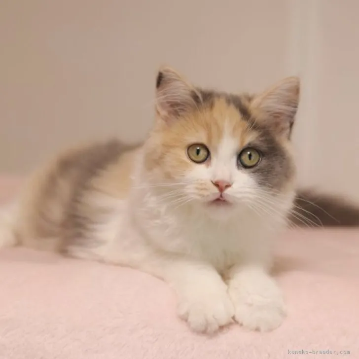 ID：2306-03230の子猫