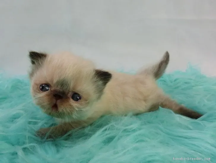 ID:1706-00360の子猫