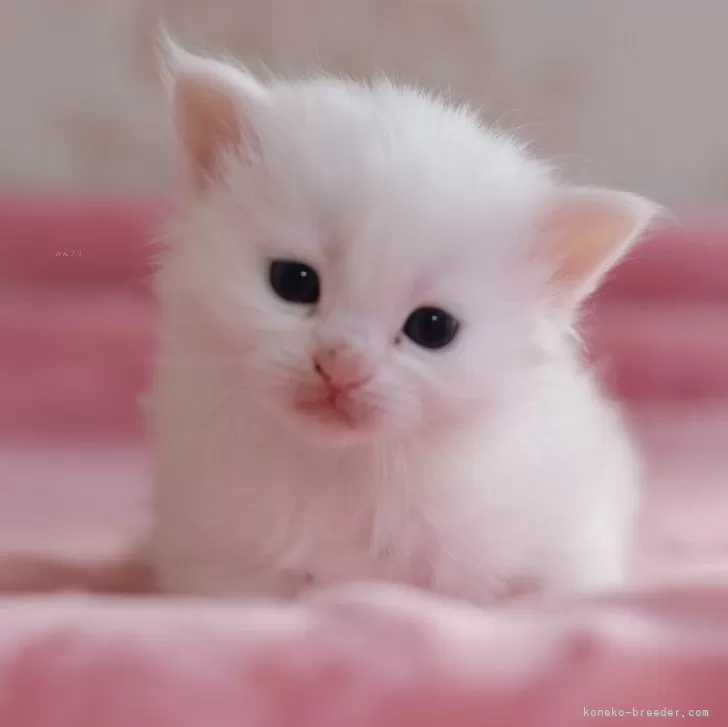 ID：2402-00173の子猫