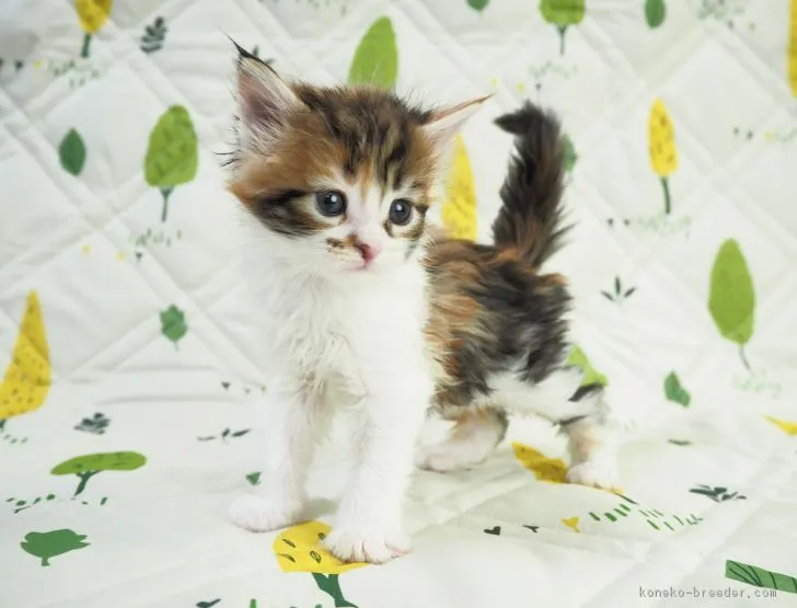 ID:1804-00295の子猫