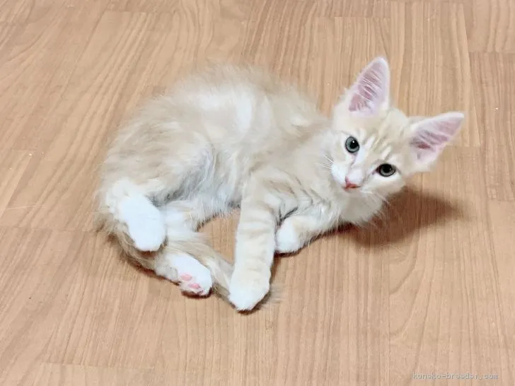 ID:1906-01679の子猫