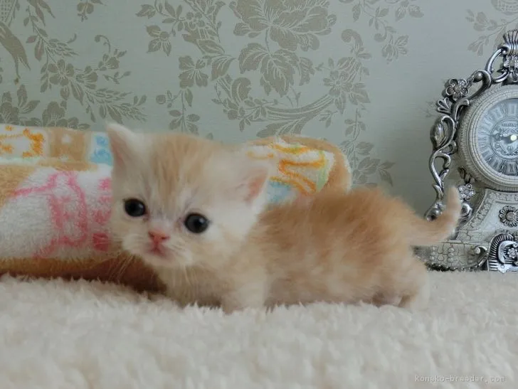 ID:1702-00495の子猫