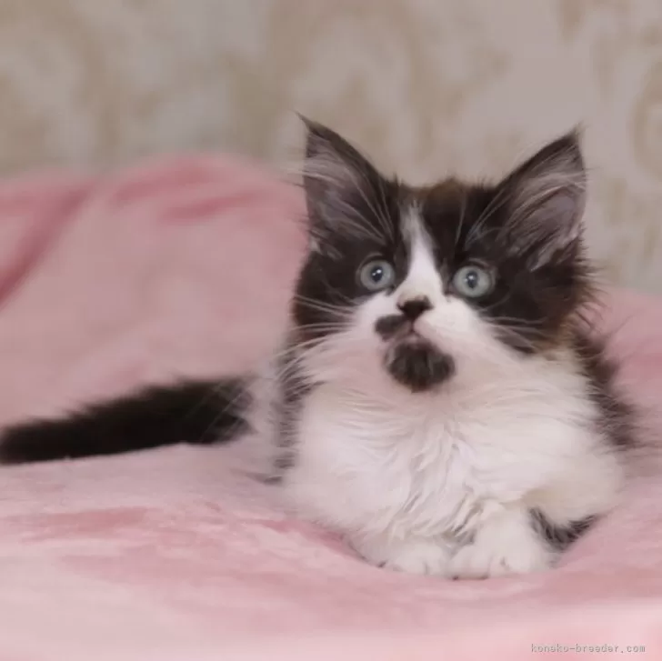 ID:2402-00172の子猫
