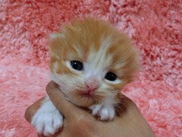 マンチカン【東京都・男の子・2016年4月22日・レッドホワイト】の写真「パパ猫・クォードチャンピオン・足長」