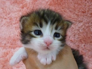 メインクーン【東京都・男の子・2016年4月6日・ブラウンタビーホワイト】の写真「」