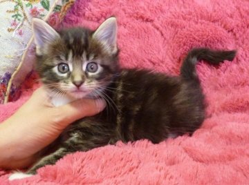 メインクーン【東京都・女の子・2013年12月14日・ブラウンタビーホワイト（ロング）】の写真「」