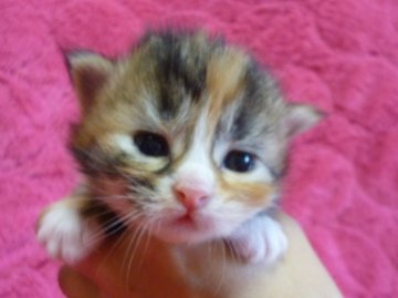 マンチカン【東京都・女の子・2014年9月28日・トーティホワイト（セミロング）】の写真「丸顔の可愛い子です（足長）」