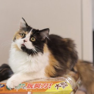 マンチカン【東京都・女の子・2023年4月28日・キャリコ（セミロング〜ロング）】の写真「マイペースちゃん」