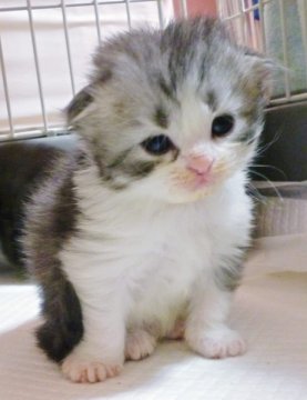 ミックス猫【東京都・男の子・2012年10月18日・ブラックタビーホワイト（ロングコート）】の写真「」