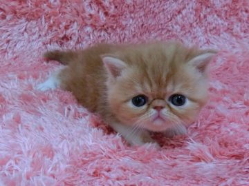 エキゾチックショートヘア【東京都・男の子・2016年5月30日・レッドタビーホワイト（セミロング）】の写真「パパ猫ちゃん・ダブルグランドチャンピオン」