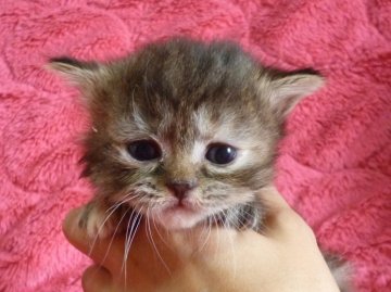 マンチカン【東京都・女の子・2014年5月29日・シルバーパッチドタビー（ロング）】の写真「足長」