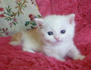 マンチカン【東京都・男の子・2014年3月14日・クリームタビー（セミロング）】の写真「ふわふわの短足くん」