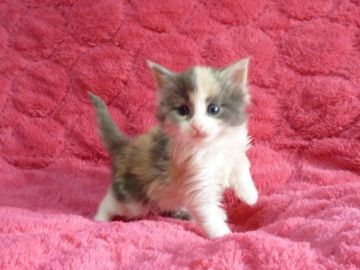 メインクーン【東京都・女の子・2016年1月21日・ダイリュートキャリコ】の写真「」