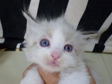 ラグドール×メインクーン【東京都・男の子・2016年3月12日・ブルーポイント】の写真「」