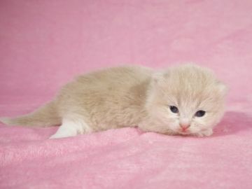 マンチカン(短足)【東京都・男の子・2020年3月15日・クリームタビーホワイト】の写真「ふわコロしてます(*´꒳`*)」