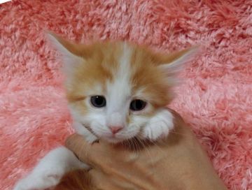 メインクーン【東京都・男の子・2016年4月6日・レッドホワイト】の写真「志村どうぶつ園に出演予定☆」