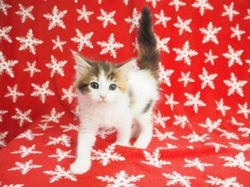 メインクーン【東京都・女の子・2018年10月28日・キャリコ】の写真「綺麗なキャリコちゃん」