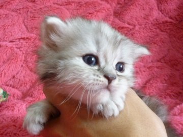 マンチカン【東京都・女の子・2014年5月29日・シルバータビー（ロング）】の写真「足長」