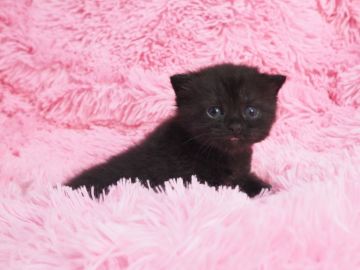 マンチカン(長足)【東京都・女の子・2019年10月6日・ブラックスモーク】の写真「ぱっと見ブラックですが少しスモーク入ってます」