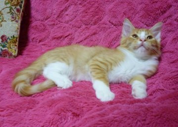 メインクーン【東京都・男の子・2014年6月27日・レッドタビーホワイト（ロング）】の写真「ちょっとシャイですが慣れるとデレデレです(笑)」