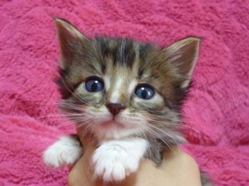 メインクーン【東京都・男の子・2015年2月1日・ブラウンタビーホワイト】の写真「」