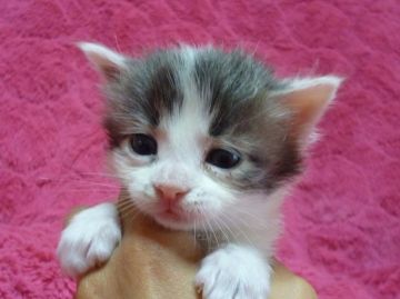 メインクーン【東京都・男の子・2015年2月20日・ブルーホワイト】の写真「」