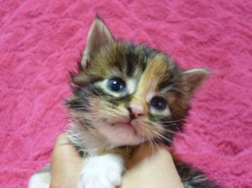 メインクーン【東京都・女の子・2015年2月20日・トーティホワイト】の写真「」