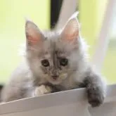 メインクーン【東京都・女の子・2022年10月17日・ブラックトーティスモーク】の写真1