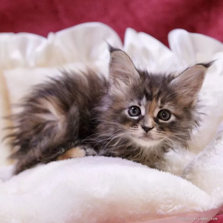 S.Ｉ 様のお迎えした子猫