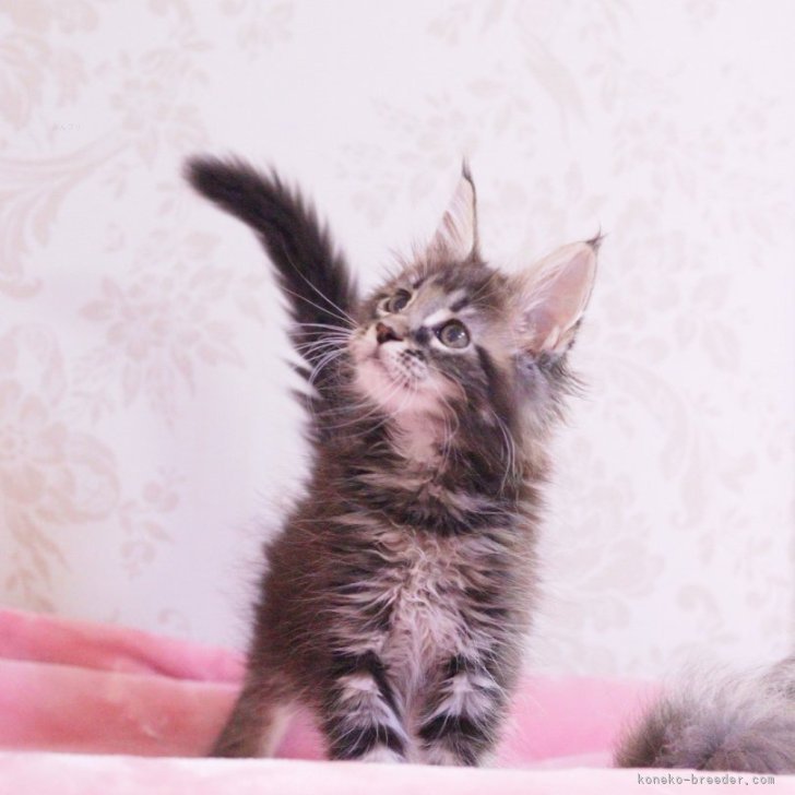 ブリーダー画像