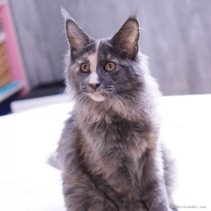 メインクーン【東京都・女の子・2025年4月1日・ブルートーティ】の写真1