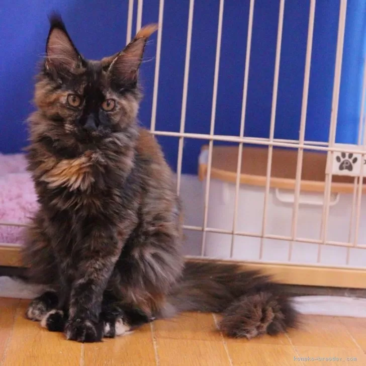 ゆーりん 様のお迎えした子猫