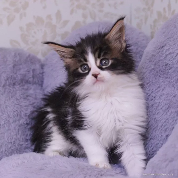 Y.N 様のお迎えした子猫