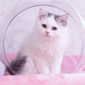 マンチカン(長足)【東京都・男の子・2025年5月27日・ブルー&ホワイト（セミロング〜ロング）】の写真「癒し系カラー」