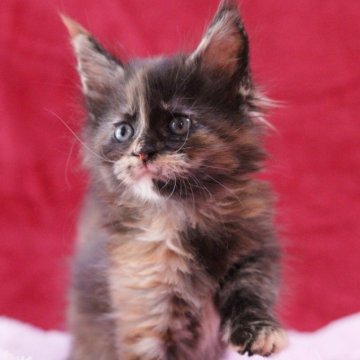 メインクーン【東京都・女の子・2025年3月24日・トーティ】の写真「パパ猫外産」