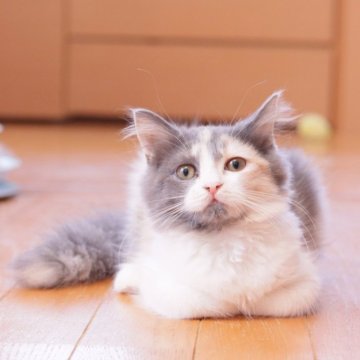 マンチカン(長足)【東京都・女の子・2024年10月5日・ダイリュートキャリコ（セミロング〜ロング）】の写真「ふわふわロングになります」