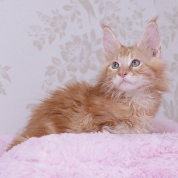 メインクーン【東京都・男の子・2025年3月24日・レッドタビー】の写真「パパ猫外産」
