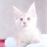 メインクーン