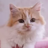 マンチカン(長足)【東京都・男の子・2024年11月5日・レッドタビー&ホワイト】の写真1