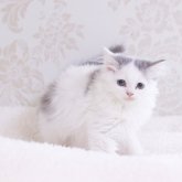 マンチカン(長足)