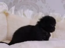 メインクーン【東京都・男の子・2025年11月26日・ブラック】の写真2