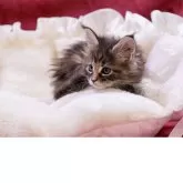 メインクーン【東京都・女の子・2025年3月24日・トーティ】の写真2