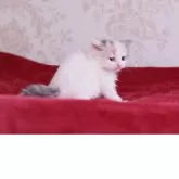 マンチカン(長足)【東京都・女の子・2025年5月27日・ダイリュートキャリコ】の写真3