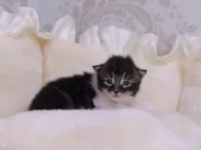 メインクーン【東京都・男の子・2025年11月26日・ブラウンタビー&ホワイト】の写真3